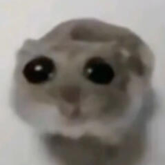 image of the meme hamster with large watery eyes looking at the viewer.